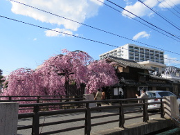 仙台駄菓子の石橋屋の桜